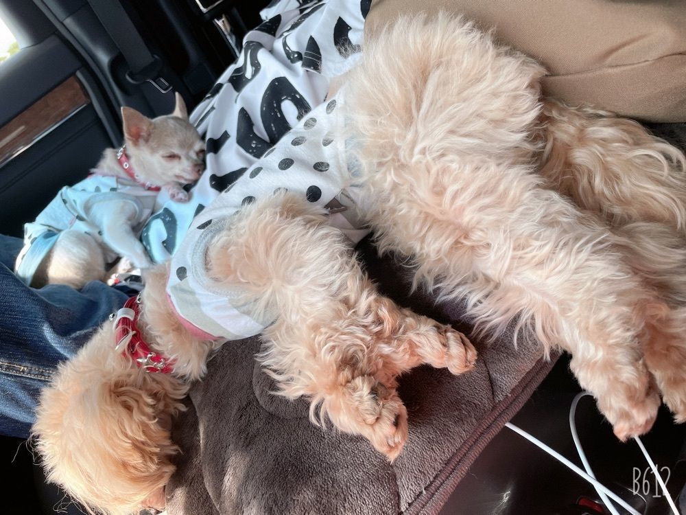 wakuwaku_rokomokoさんが投稿したゆとりろガーデン北軽井沢　with　DOGSに関する口コミの画像
