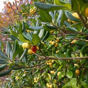白野江植物公園