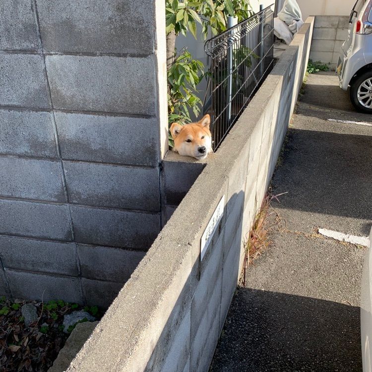 影の戦闘隊さんが投稿した欅通りに関する口コミの画像