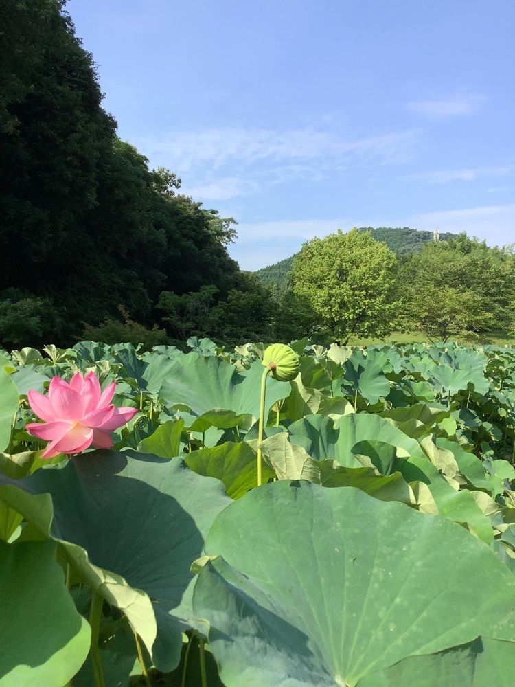 festive_garden_7486さんが投稿した鹿央古代の森・鹿央物産館に関する口コミの画像