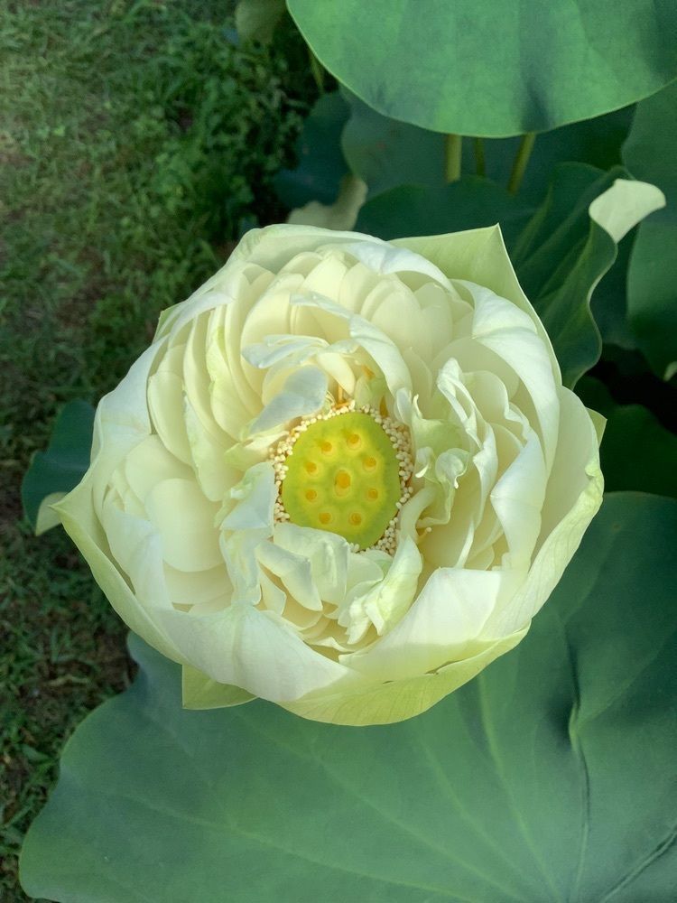 festive_garden_7486さんが投稿した鹿央古代の森・鹿央物産館に関する口コミの画像