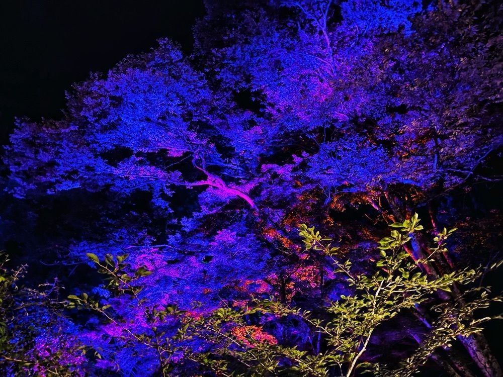 ぺたこ♡さんが投稿したあやとり橋に関する口コミの画像