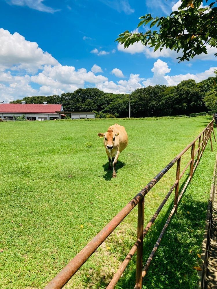So-kunさんが投稿した共進ファミリー牧場に関する口コミの画像