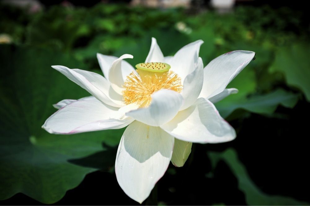 まさまさ　さまさんが投稿した沢観音寺に関する口コミの画像
