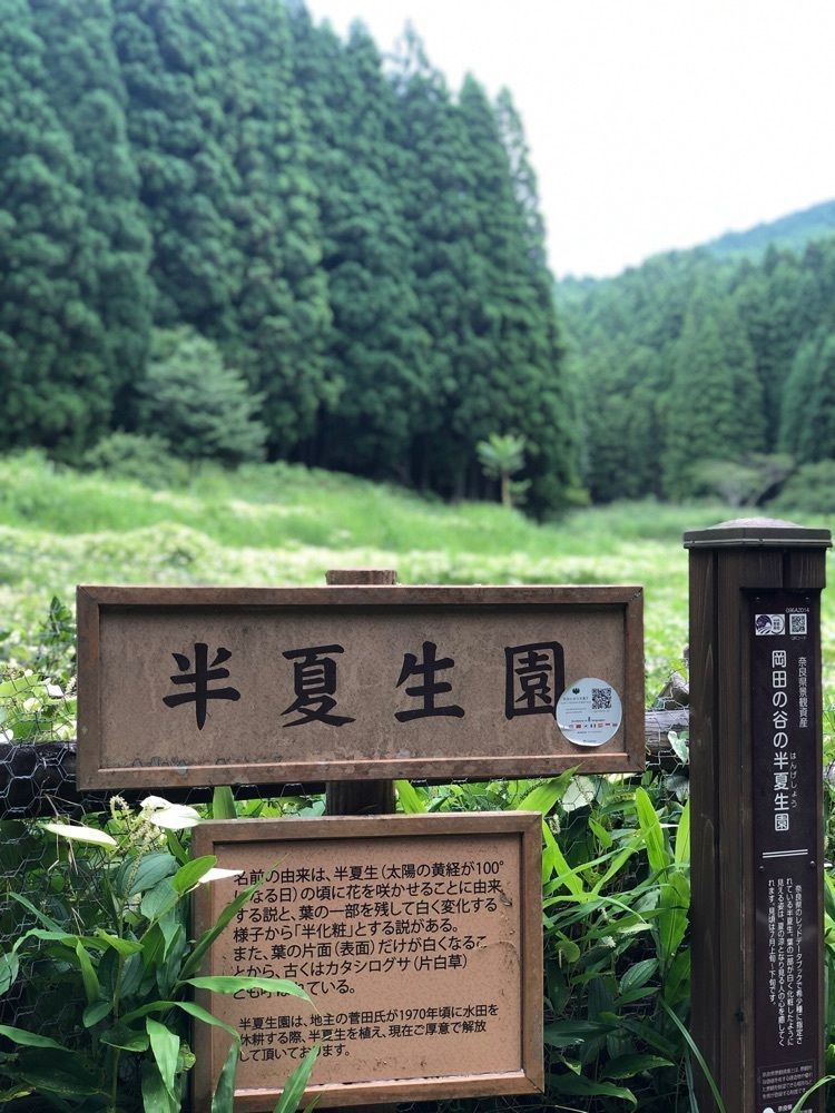 nicanさんが投稿した岡田の谷の半夏生園に関する口コミの画像