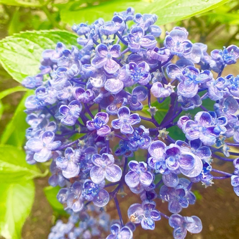 rein_life05さんが投稿した百草園駅に関する口コミの画像