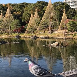 白鳥庭園