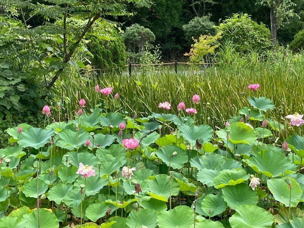 みーなさんが投稿した湧永満之記念庭園に関する口コミの画像