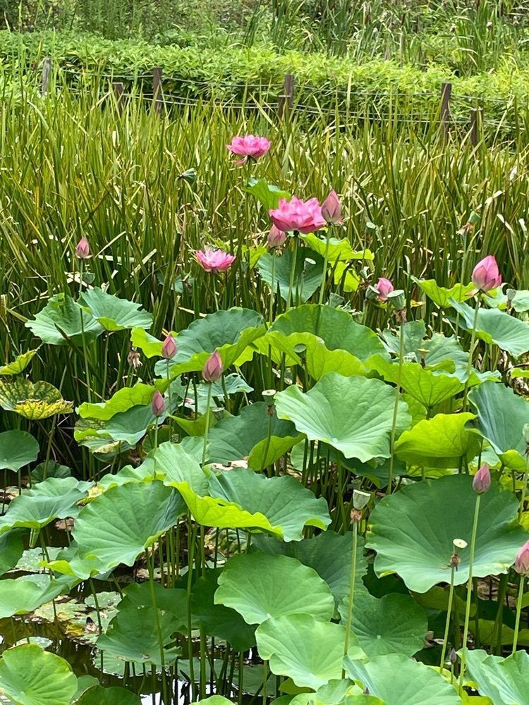みーなさんが投稿した湧永満之記念庭園に関する口コミの画像