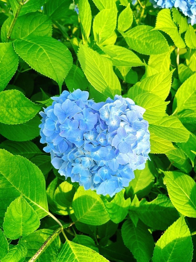 猫なぎ。さんが投稿した月山弓張平オートキャンプ場に関する口コミの画像