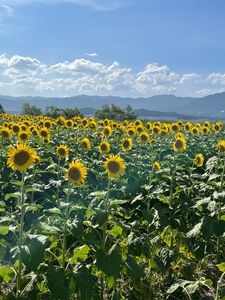 第１なぎさ公園ヒマワリ畑 6枚目