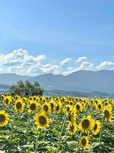 第１なぎさ公園ヒマワリ畑 7枚目