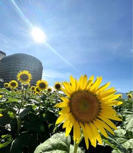 第１なぎさ公園ヒマワリ畑 8枚目