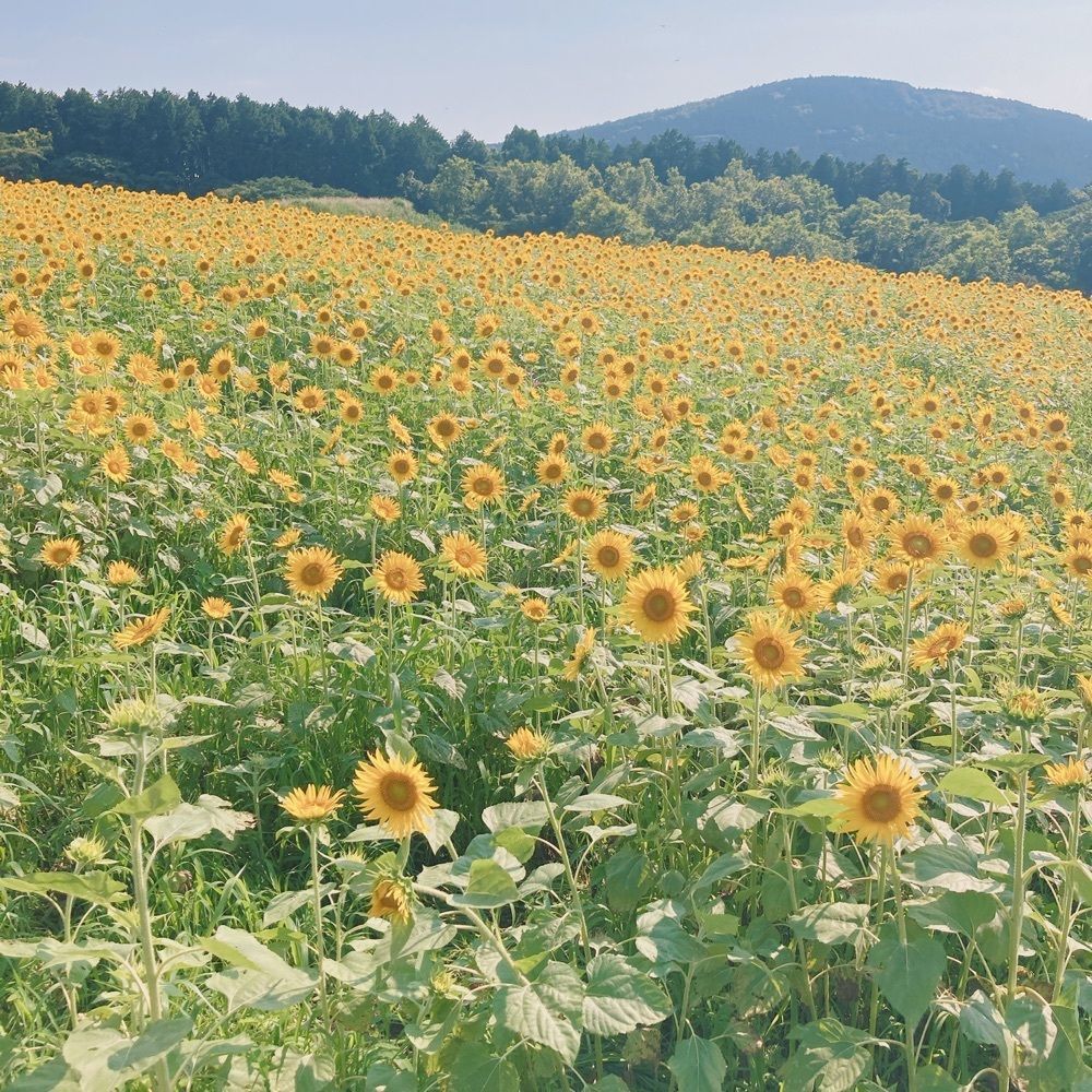 はっぴーさんが投稿した俵山交流館「萌の里」に関する口コミの画像