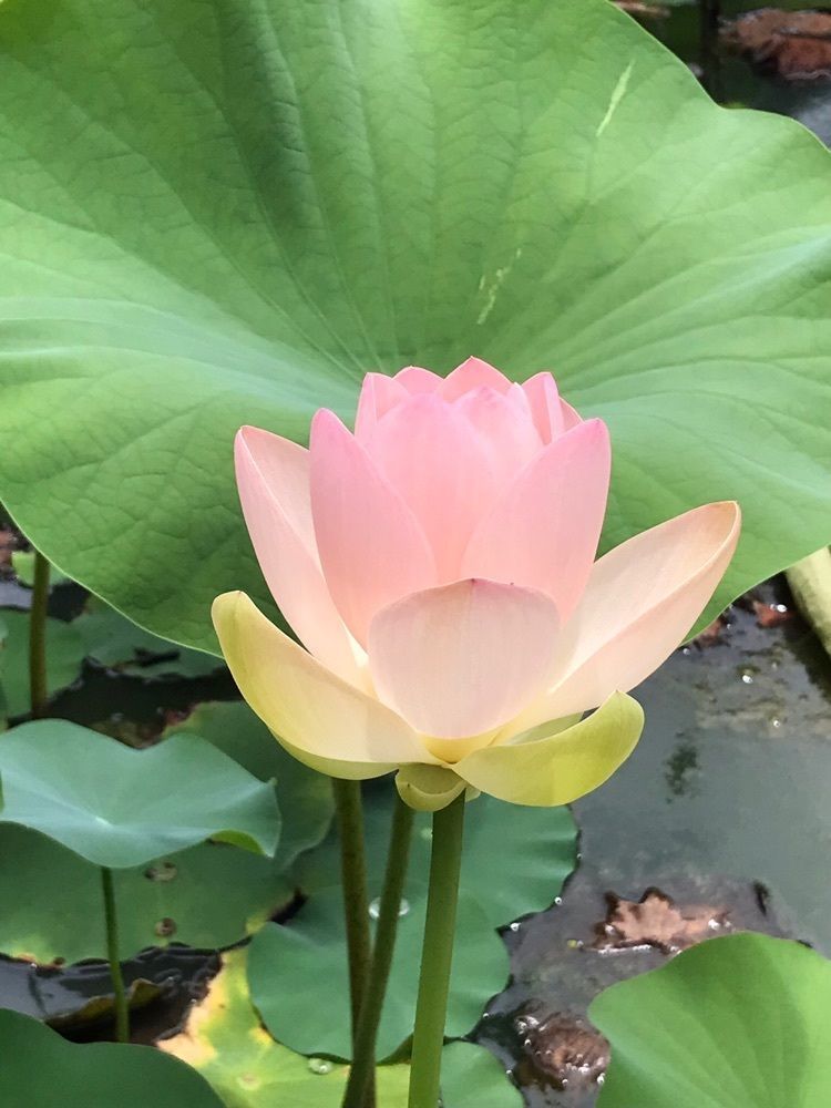 MICHIさんが投稿した寿中央公園寿中央公園に関する口コミの画像