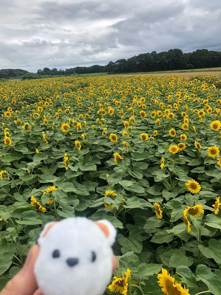happy_walkingさんが投稿した小川農場に関する口コミの画像