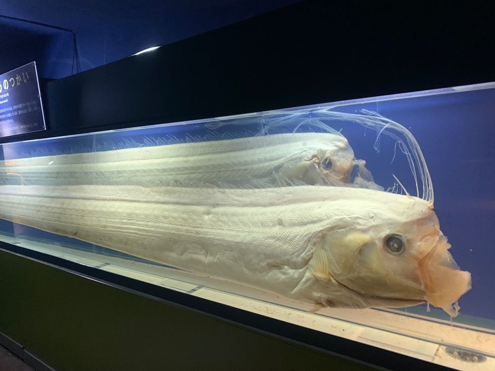 さわちさんが投稿した東海大学海洋科学博物館に関する口コミの画像