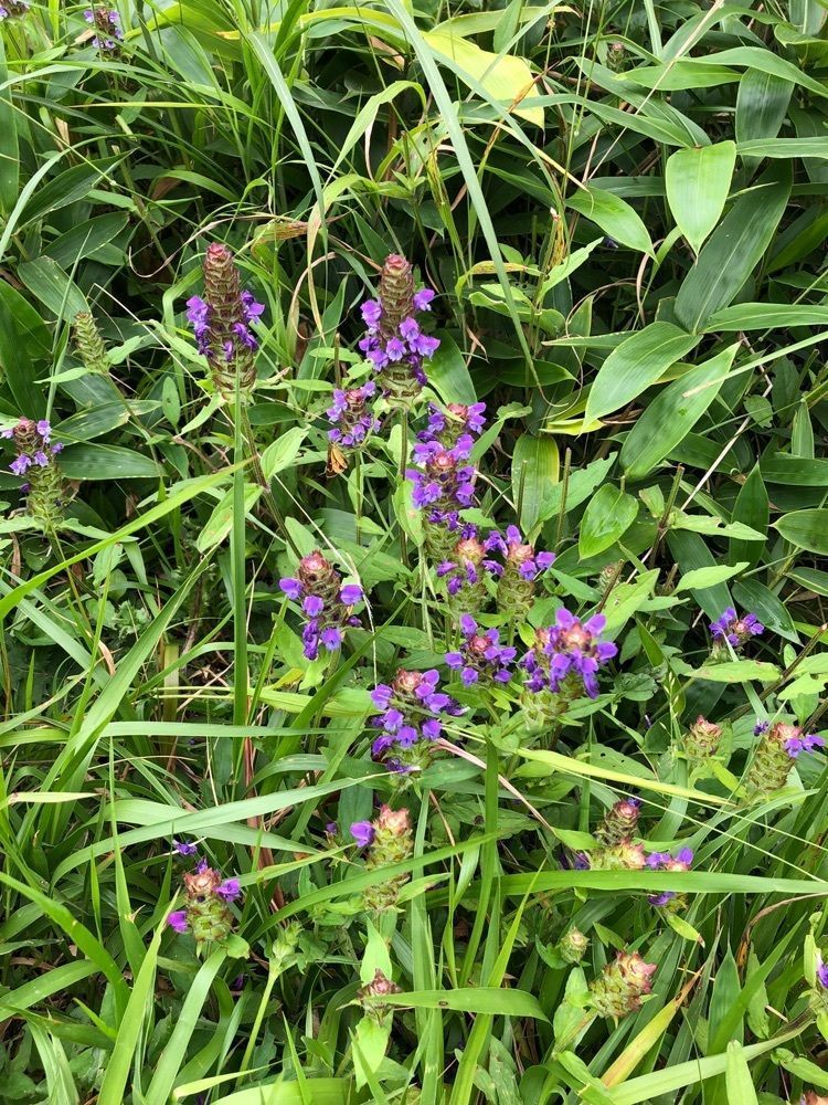 からっ風②さんが投稿した大沼・小沼に関する口コミの画像