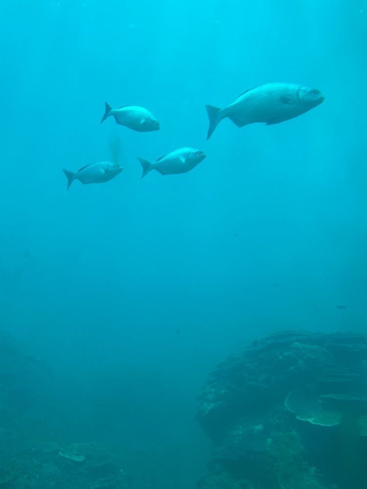 みーなさんが投稿した足摺海底館に関する口コミの画像