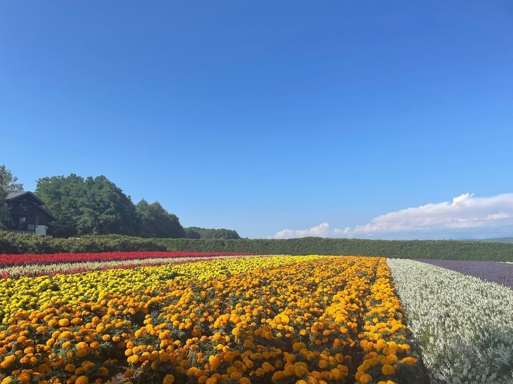 ぷにさんが投稿したファーム富田に関する口コミの画像