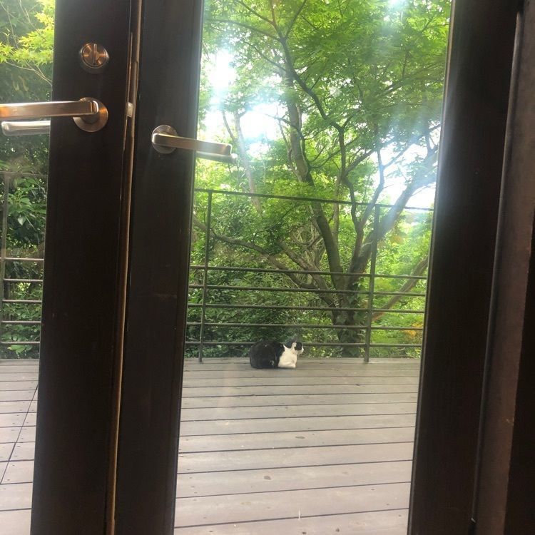 Kiyomi4126さんが投稿したrestaurant＆garden chou-cho（ちょうちょ　レストランアンドガーデン・チョウチョ）に関する口コミの画像
