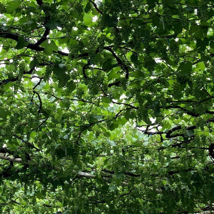 reo0318さんが投稿した甲州市に関する口コミの画像