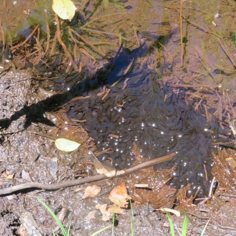 ＤＪゴン太さんが投稿した赤名湿地性植物群落に関する口コミの画像