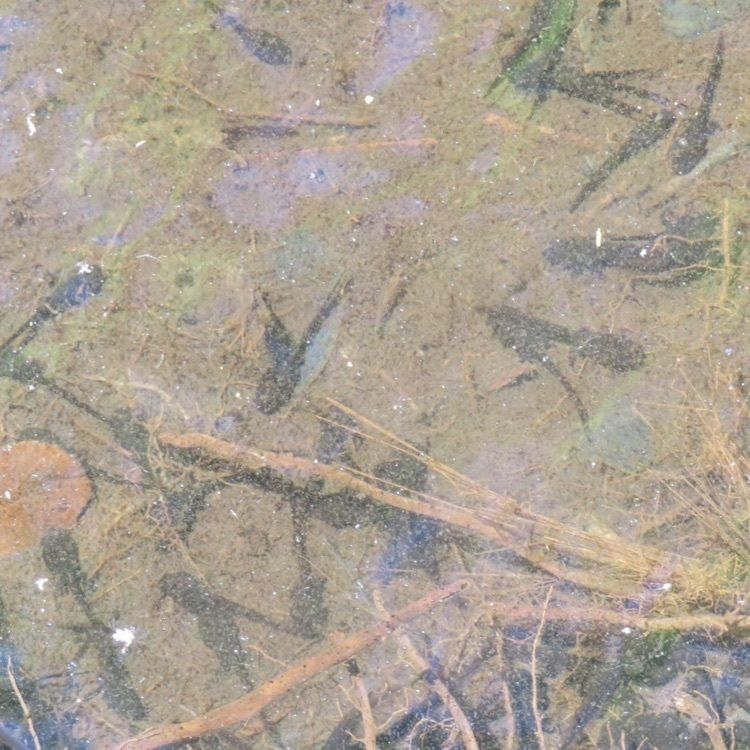 ＤＪゴン太さんが投稿した赤名湿地性植物群落に関する口コミの画像