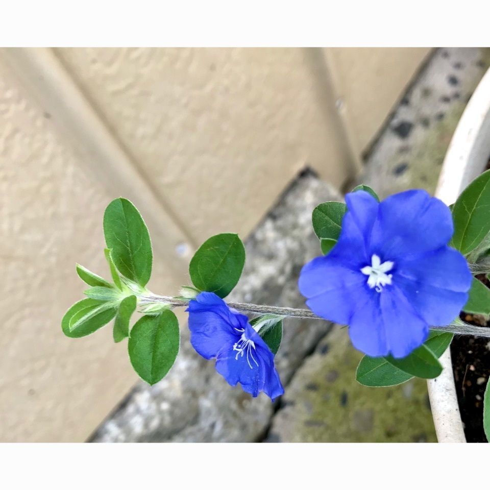 ＫMＴKさんが投稿した彩菜に関する口コミの画像