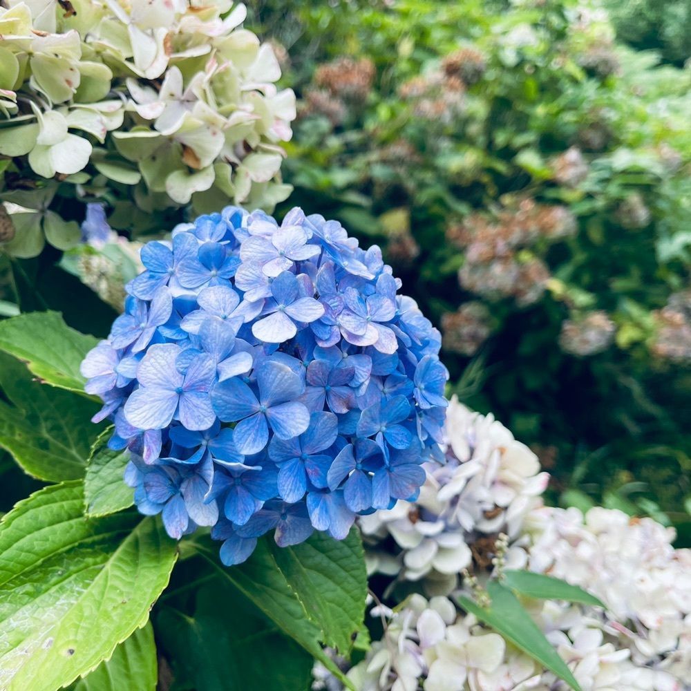 ぺたこ♡さんが投稿した済渡寺に関する口コミの画像