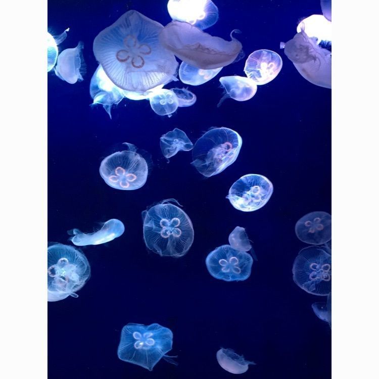 #フォトジェニック #わたしのおでかけ #旅行 #水族館