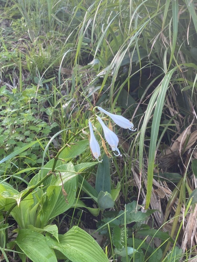 あるふぃすたさんが投稿した雲月山（島根県浜田市）に関する口コミの画像