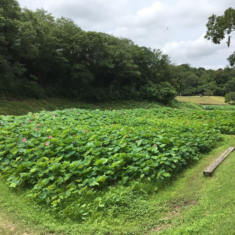 みーなさんが投稿した荒神谷史跡公園に関する口コミの画像
