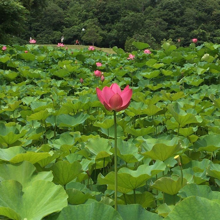 みーなさんが投稿した荒神谷史跡公園に関する口コミの画像
