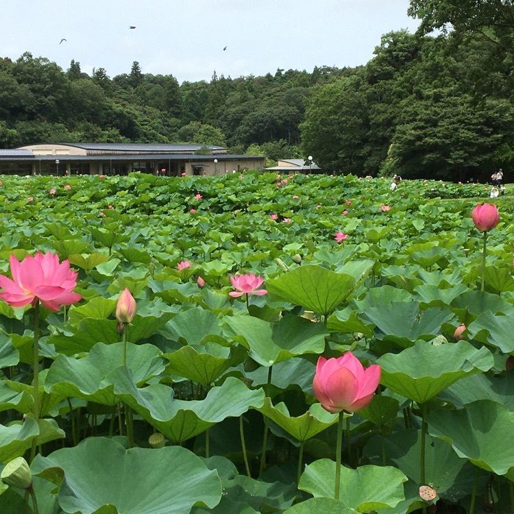 みーなさんが投稿した荒神谷史跡公園に関する口コミの画像