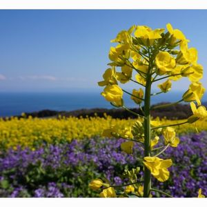あわじ花さじき
