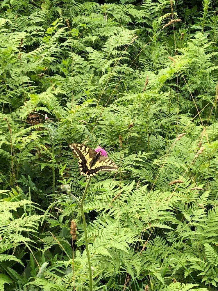 からっ風②さんが投稿した蓮池に関する口コミの画像