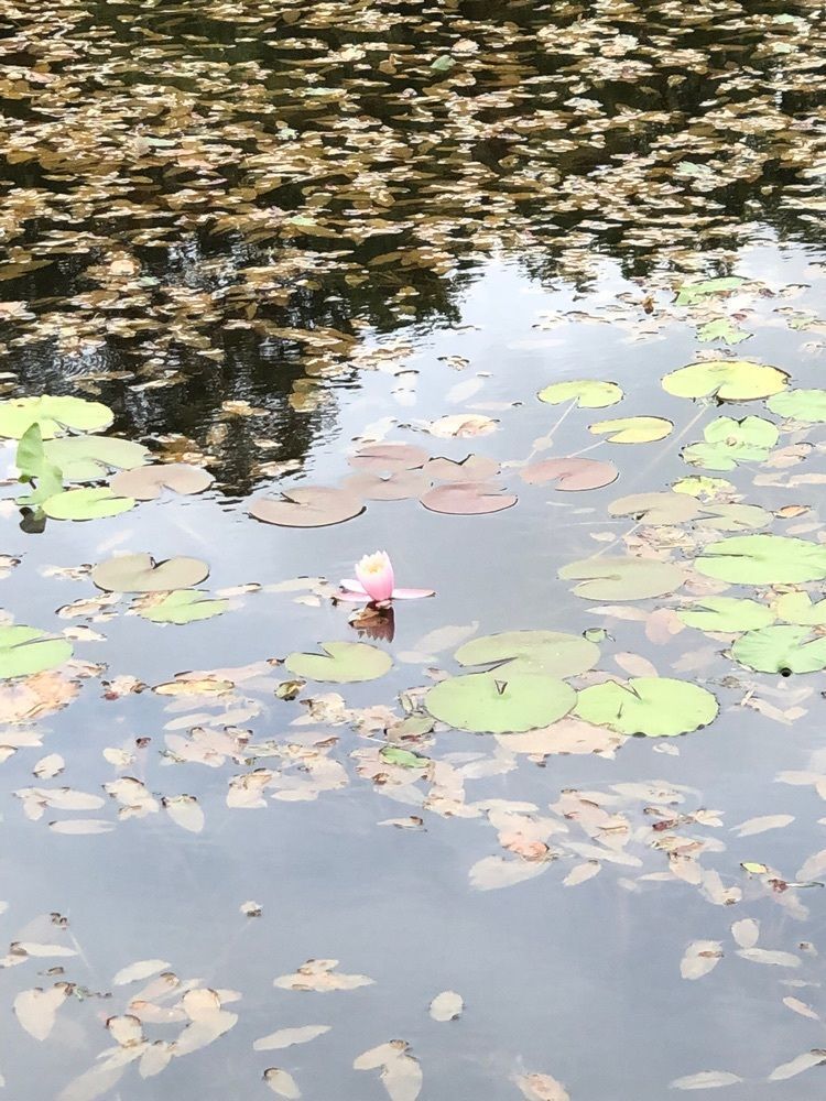 からっ風②さんが投稿した蓮池に関する口コミの画像