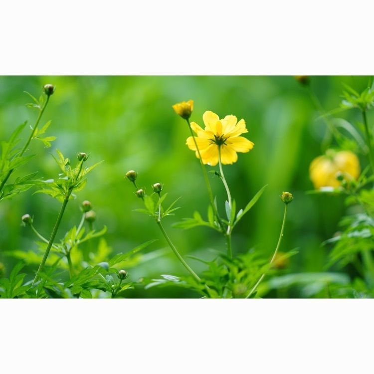 jamesさんが投稿した燕の御茶屋（浜離宮恩賜庭園）に関する口コミの画像