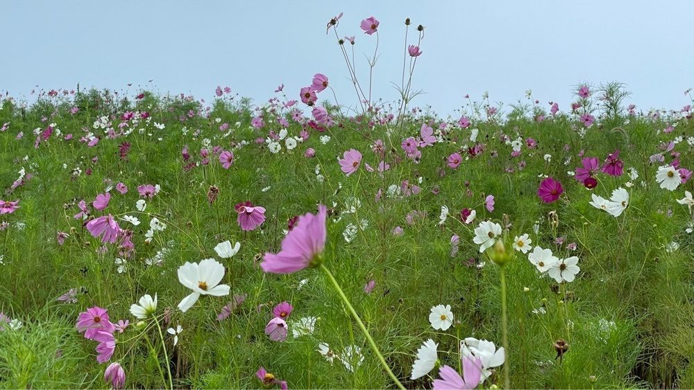 みぃさんが投稿した翠波高原に関する口コミの画像