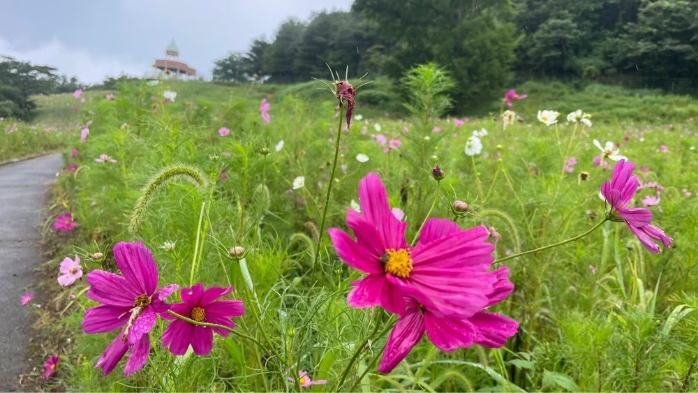みぃさんが投稿した翠波高原に関する口コミの画像