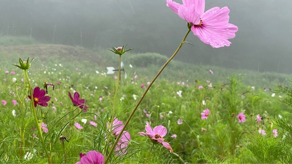 みぃさんが投稿した翠波高原に関する口コミの画像