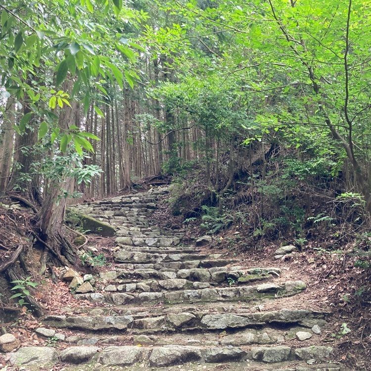 めがゆさんが投稿した千早城跡に関する口コミの画像