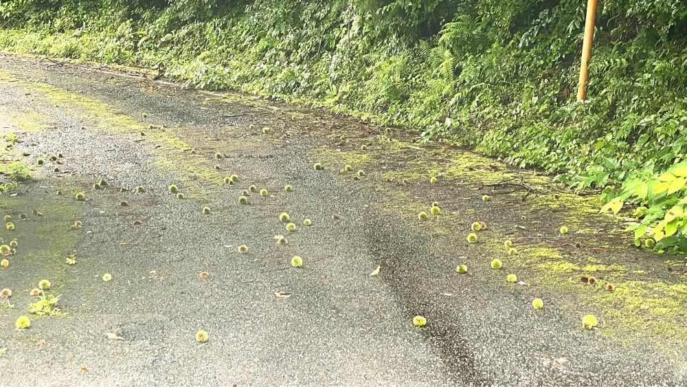 みぃさんが投稿した森林公園ゆらぎの森に関する口コミの画像