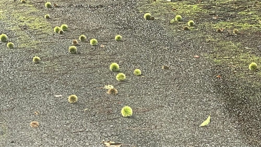 みぃさんが投稿した森林公園ゆらぎの森に関する口コミの画像