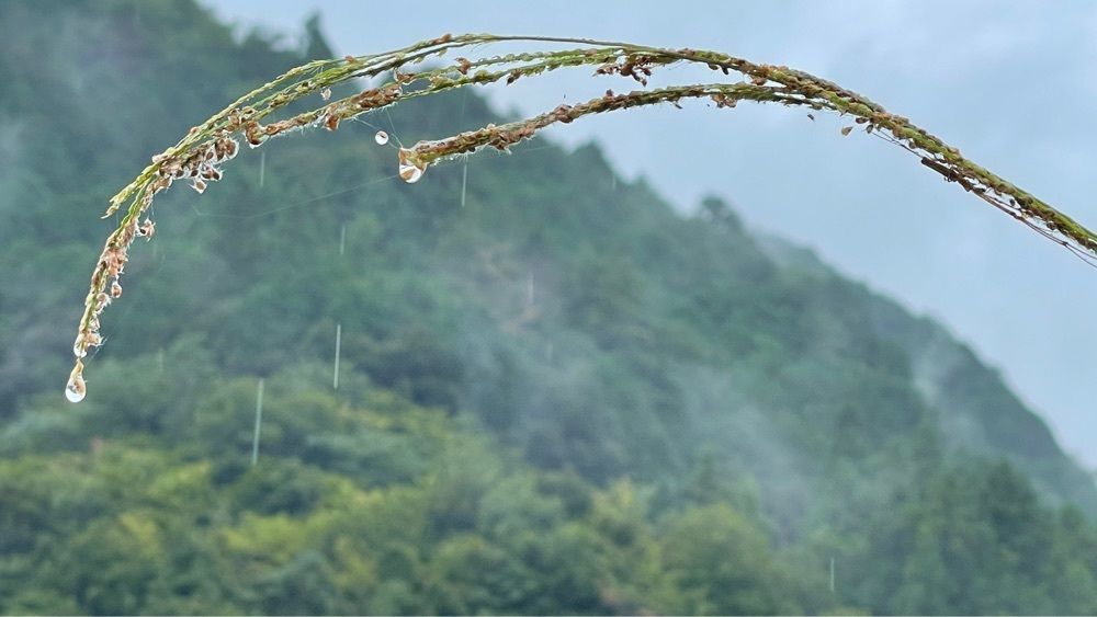 みぃさんが投稿した富郷渓谷に関する口コミの画像