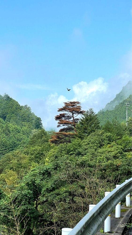 みぃさんが投稿した富郷渓谷に関する口コミの画像