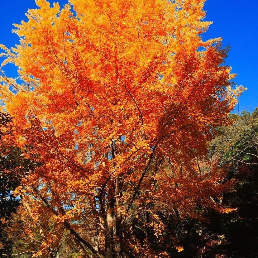 yumon818さんが投稿した玉手山公園ふれあいパークに関する口コミの画像