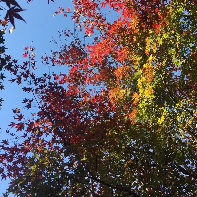 yumon818さんが投稿した玉手山公園ふれあいパークに関する口コミの画像