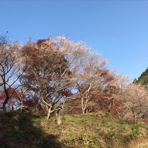 川見四季桜の里